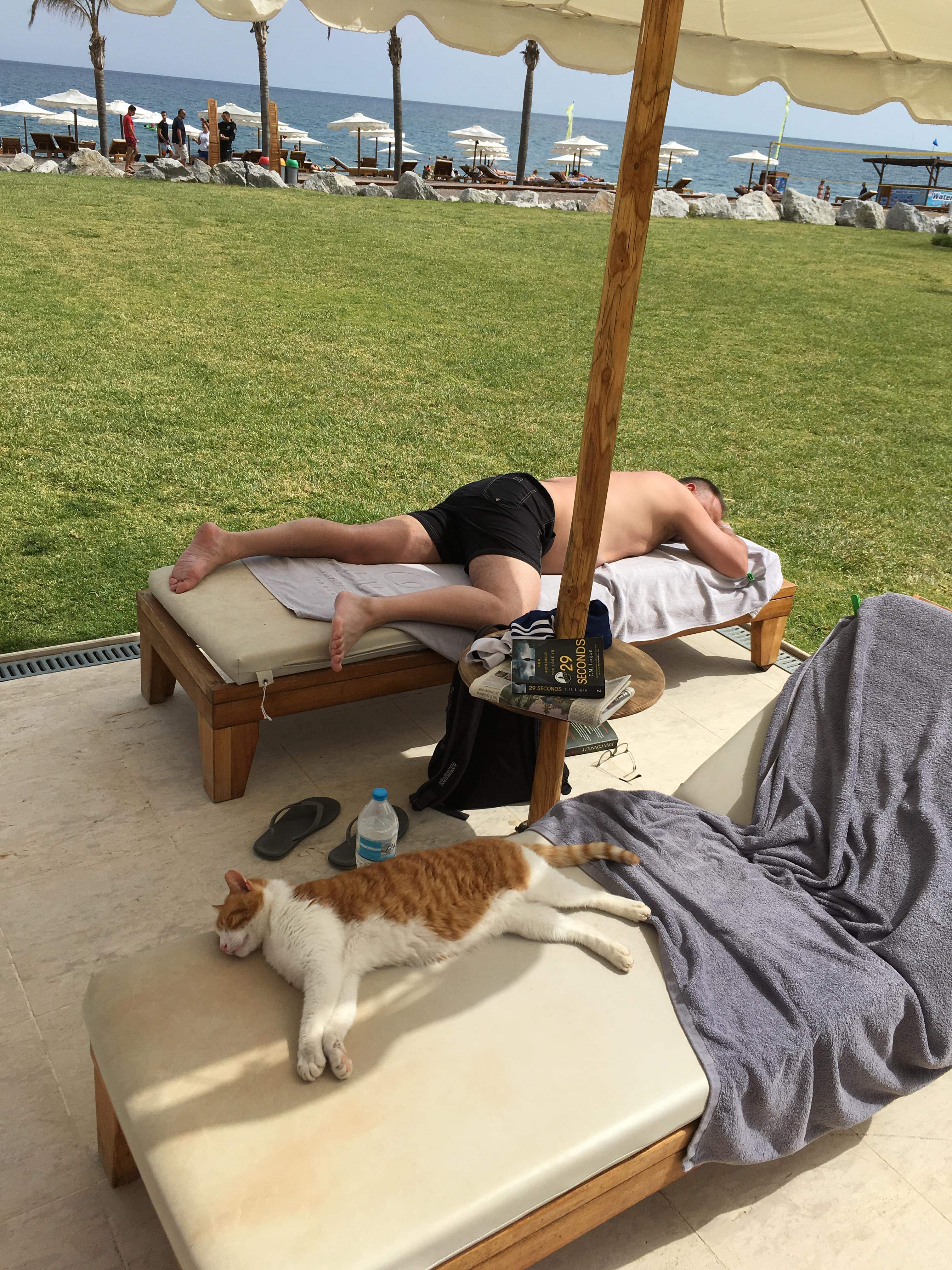 Прикольное видео отпуск. Лежак для кота. Кот на шезлонге. Отдых смешные. Смешные картинки.
