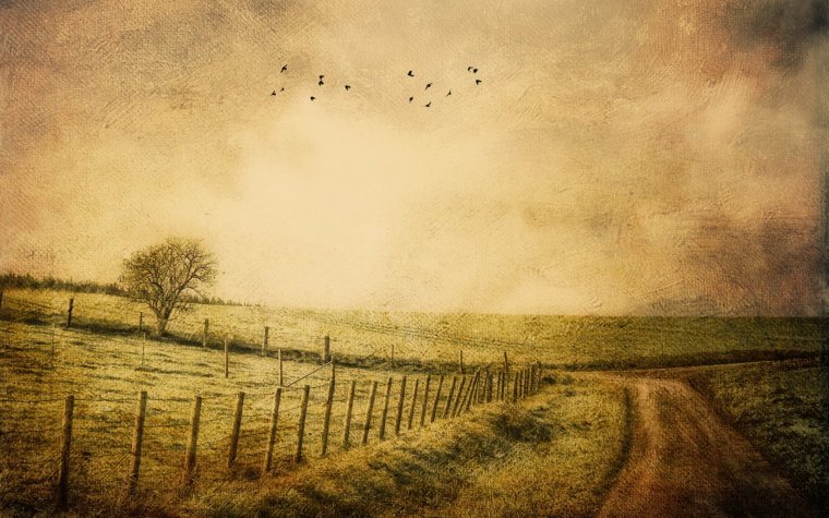 Поле пейзаж