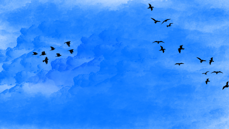 Birds flying