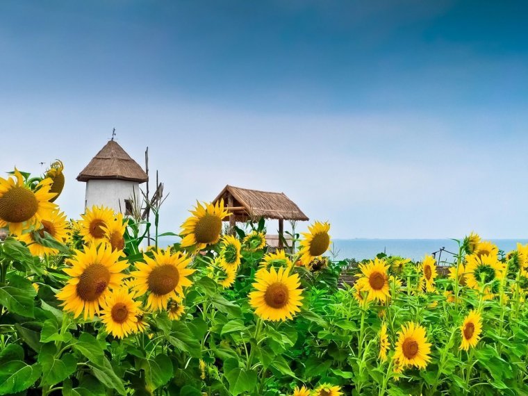Красивые подсолнухи