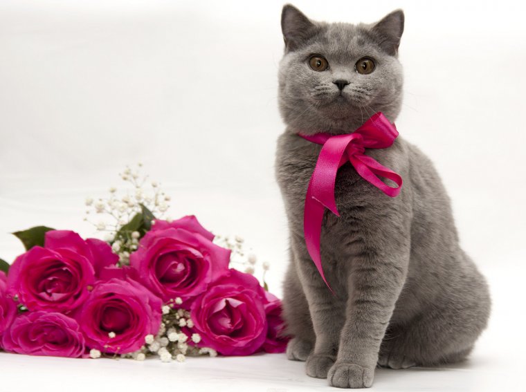 Короткошерстные кошки