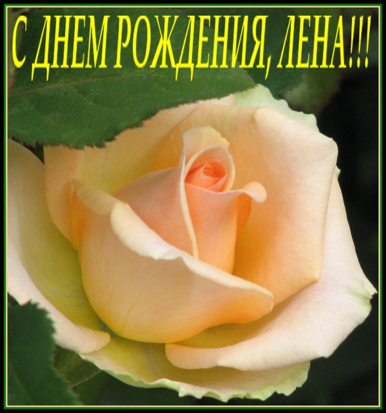 Роза чайно гибридная