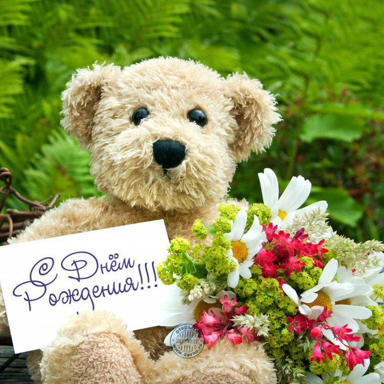 Цветы медвежонок