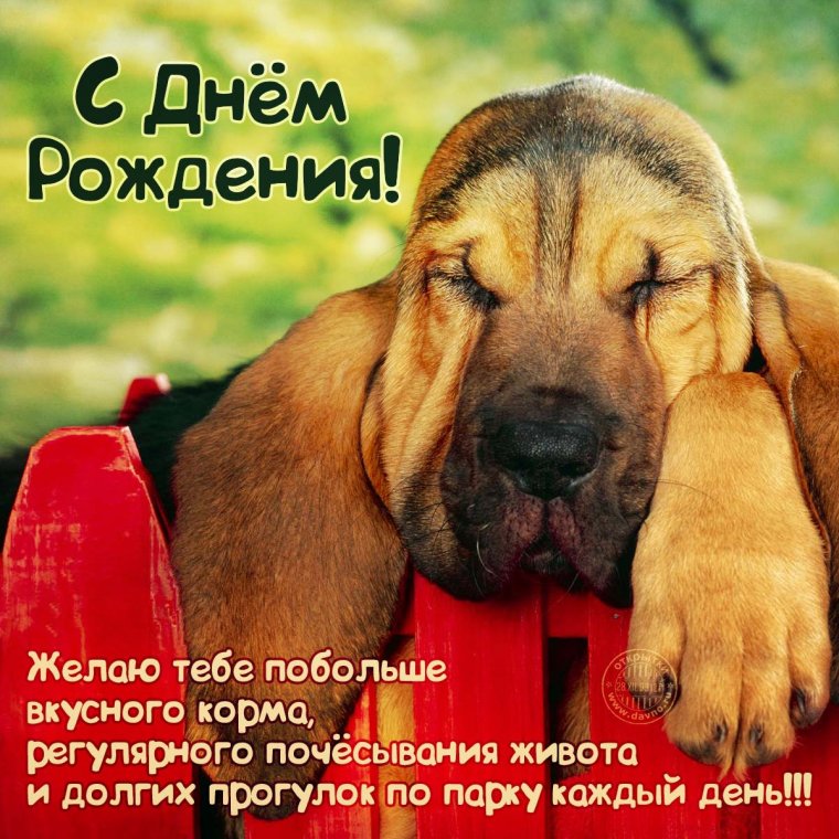 Собака засыпака