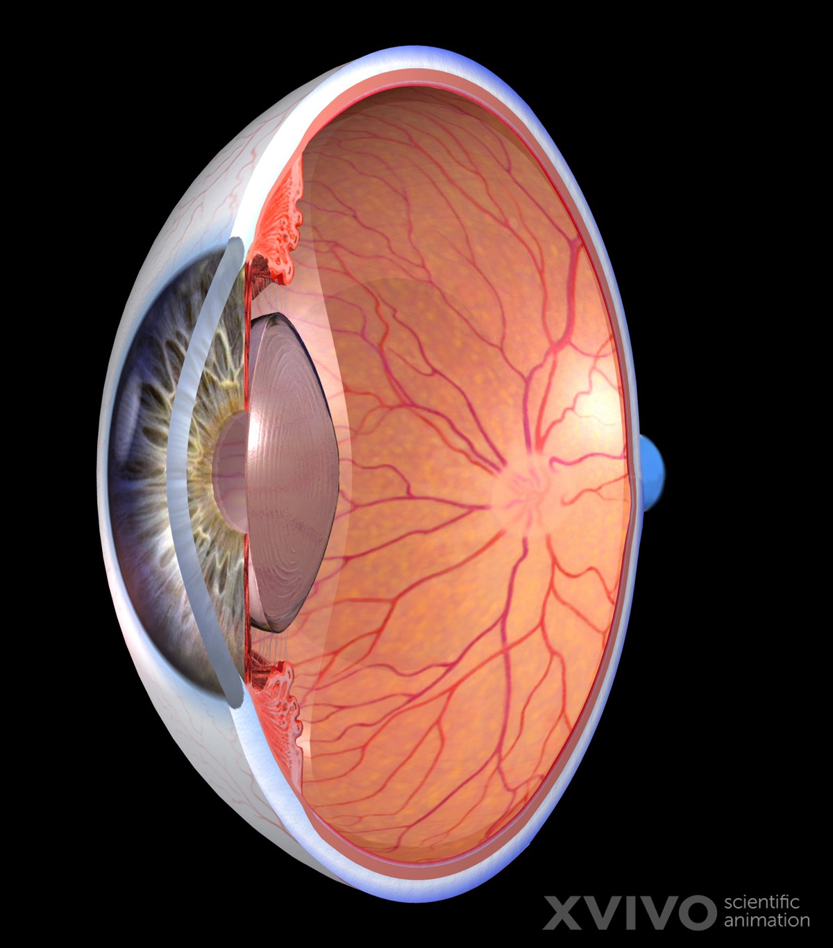 На сетчатку глаза за 3 с. Сетчатка анатомия офтальмология. Анатомия глаза внутри.