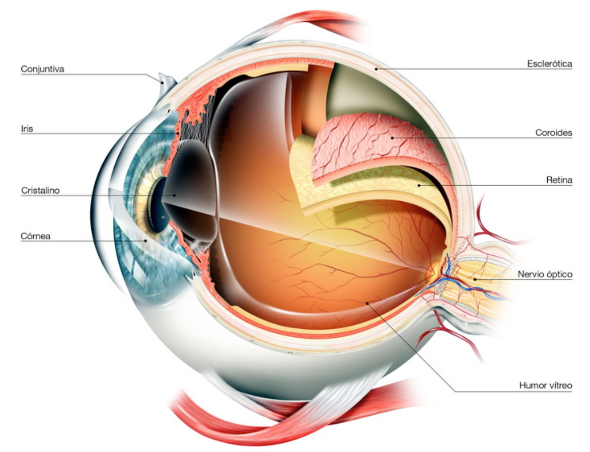 Сетчатка а в 2 3. Оболочки глазного яблока анатомия. Строение глаза глазное яблоко. Строение глаза анатомия. Строение оболочек глазного яблока анатомия.