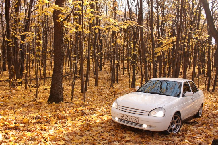 Приора берёза