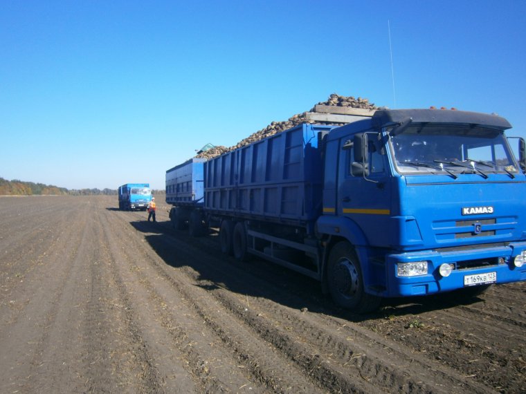 Зерновозы в порту