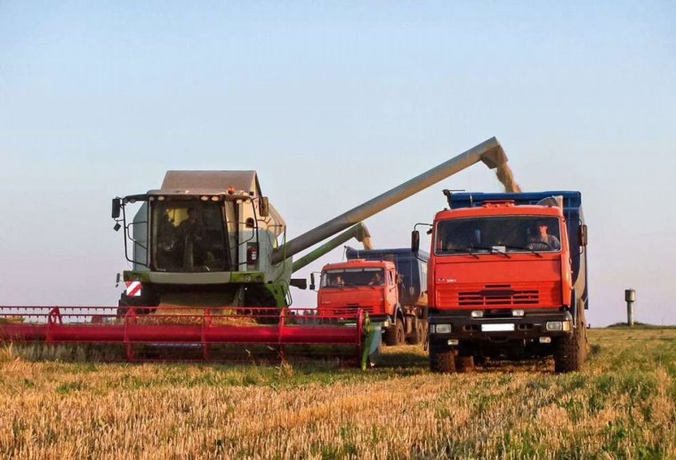 КАМАЗ евро 4 зерновоз на уборке зерновых