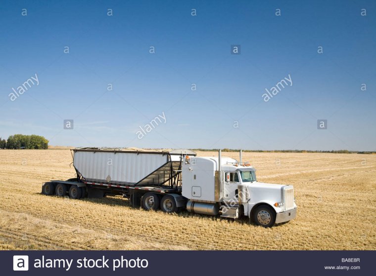 Грузовые машины увозят зерно