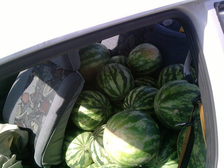 Арбузы Skoda