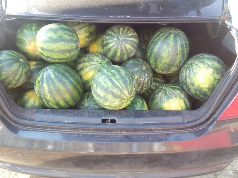Мерс на бахче арбузы в багажника