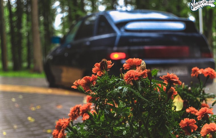 Машина на фоне цветов