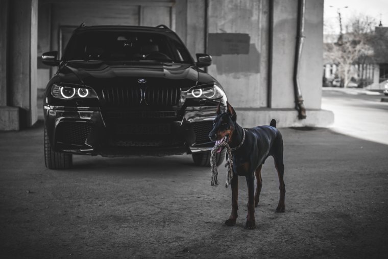 Доберман х5 BMW