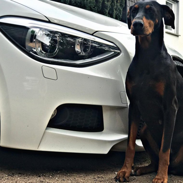 Доберман BMW