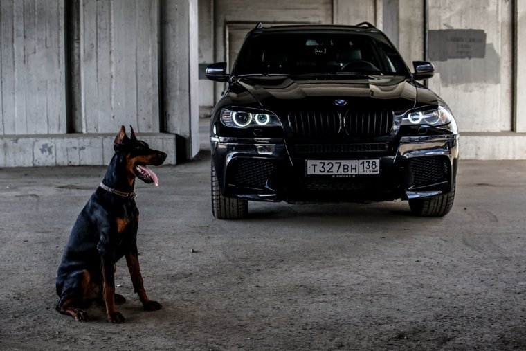 BMW x5m Pitbull