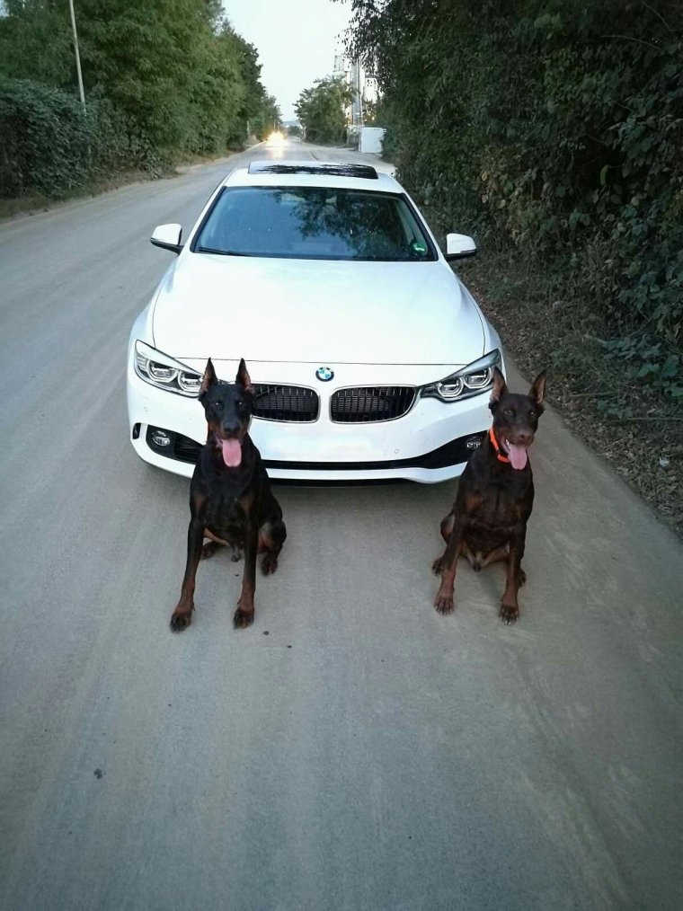 Доберман х5 BMW