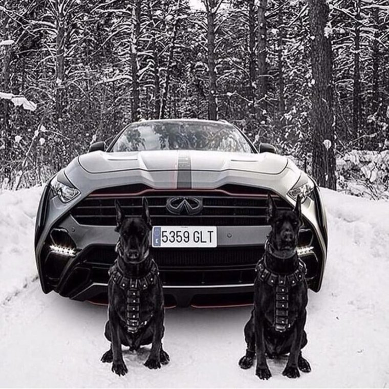 Авто девушки и Доберманы