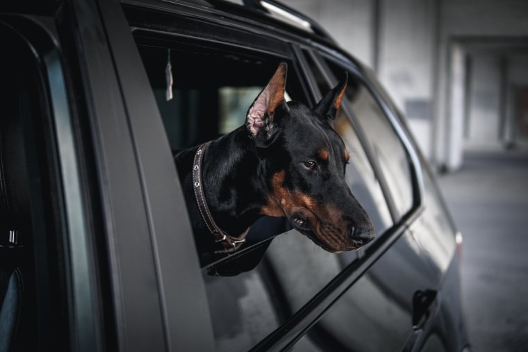 Doberman 161 BMW