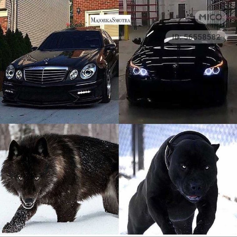 Гелик и Доберман