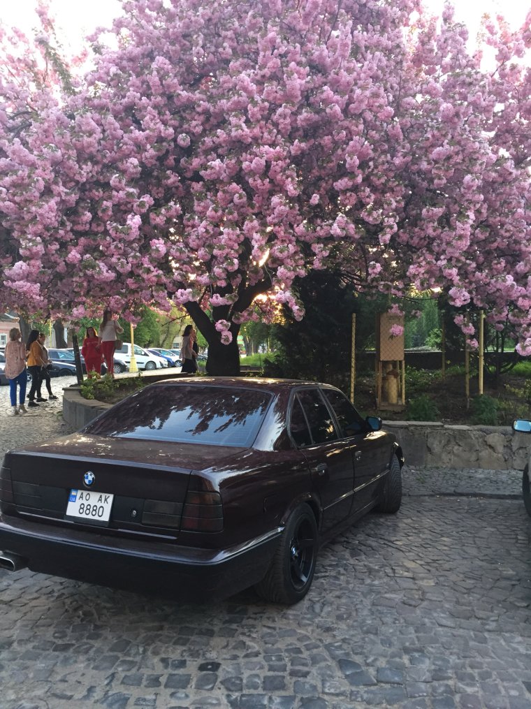 Марк 2 Япония Сакура