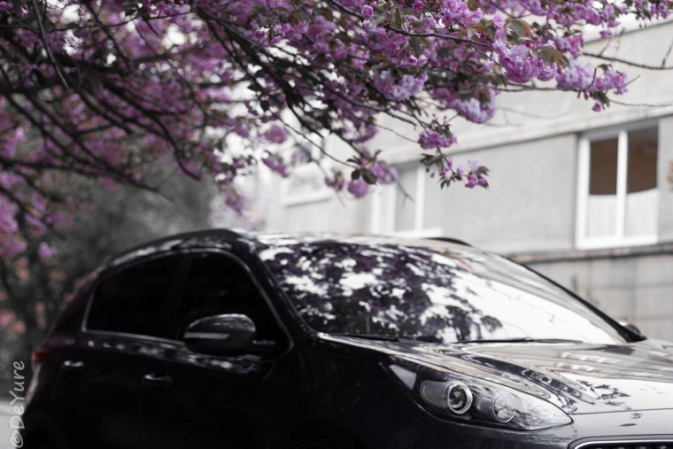 JDM обои Nissan 370z Сакура