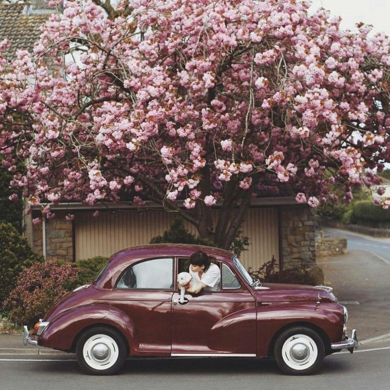 Дом с сакурой и машиной