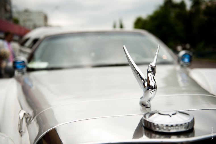 Птичка на капоте