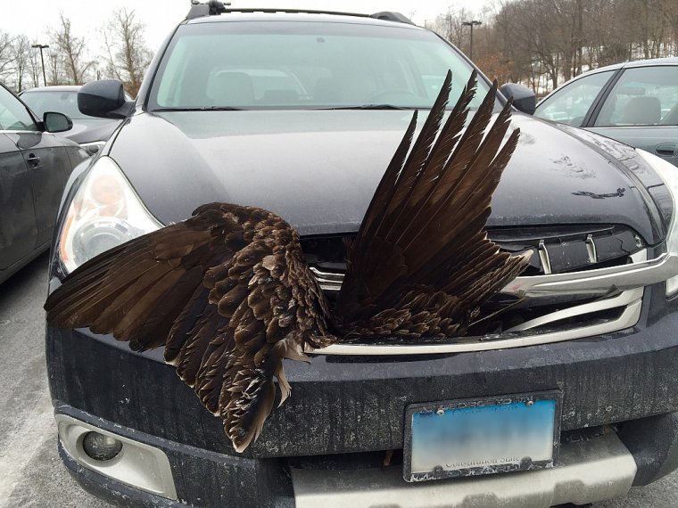 Птицы загадили машину