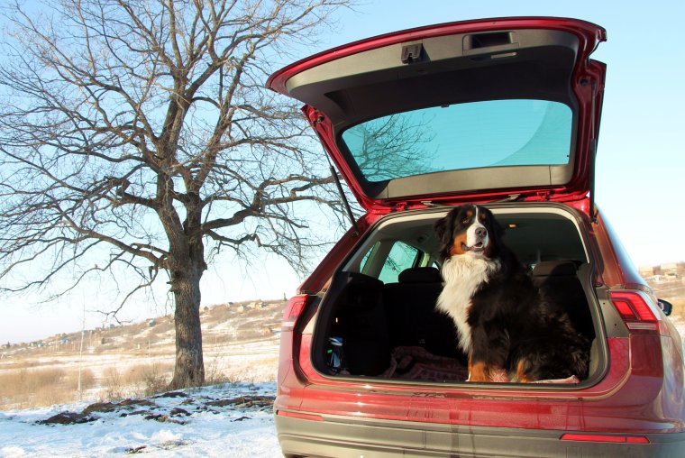 Volkswagen Tiguan багажник собака