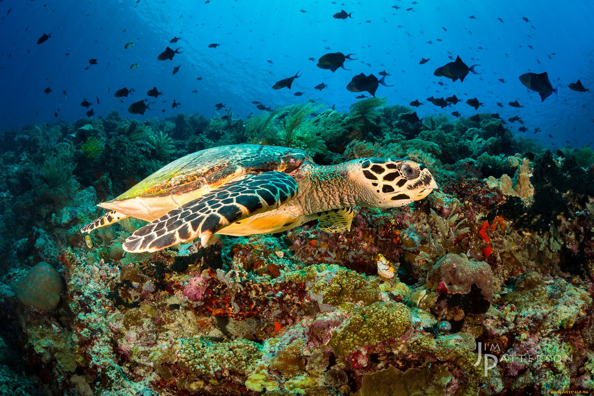 Рыбы морская черепаха. Морские черепахи в Красном море. Морская черепаха индийского океана. Красное море рыбы морские черепахи. Сулавеси черепаха.