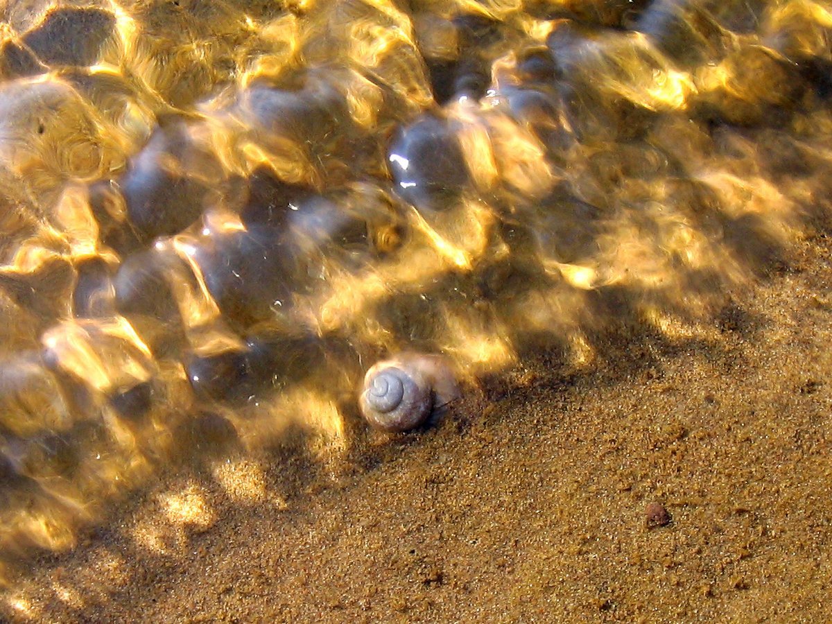 Желто коричневая вода. Моллюск Азовского моря Песчаное. Песчаное дно. Морское дно песок. Дно моря песок.