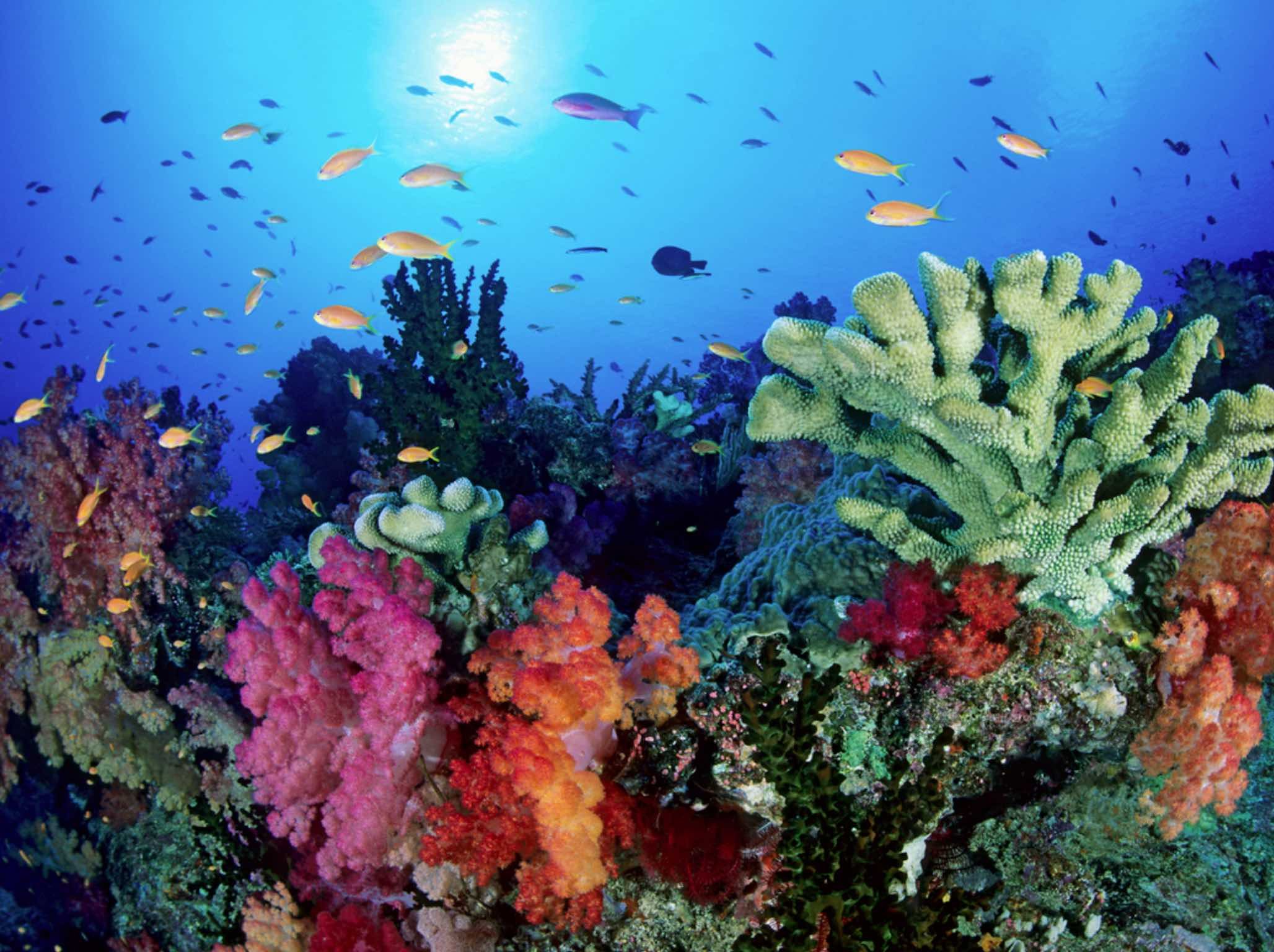Картинки Море Кораллы