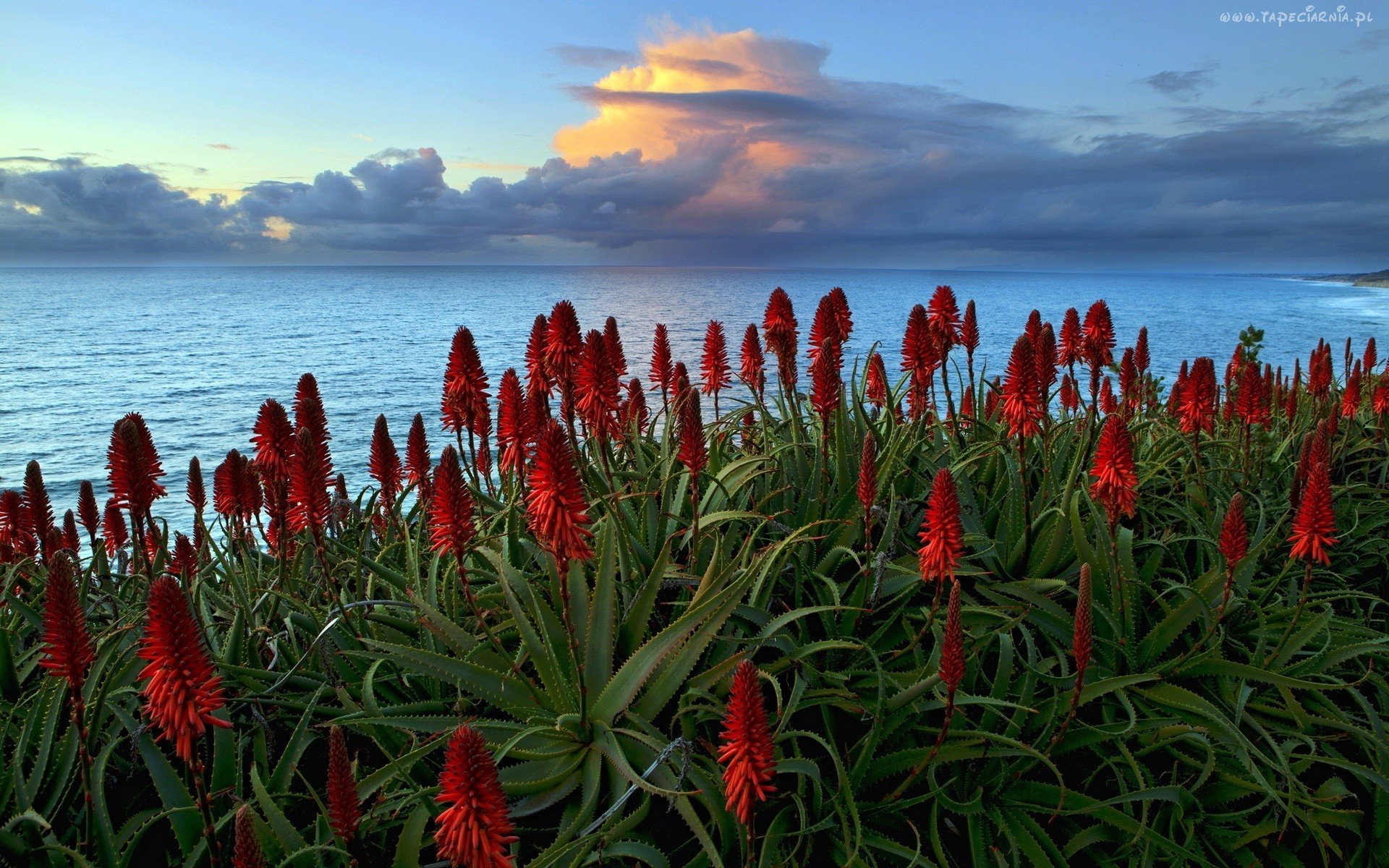 Море экзотика. Красный экзотический цветок. Прибрежные растения. Красный цвет в природе. Море красного цвета.