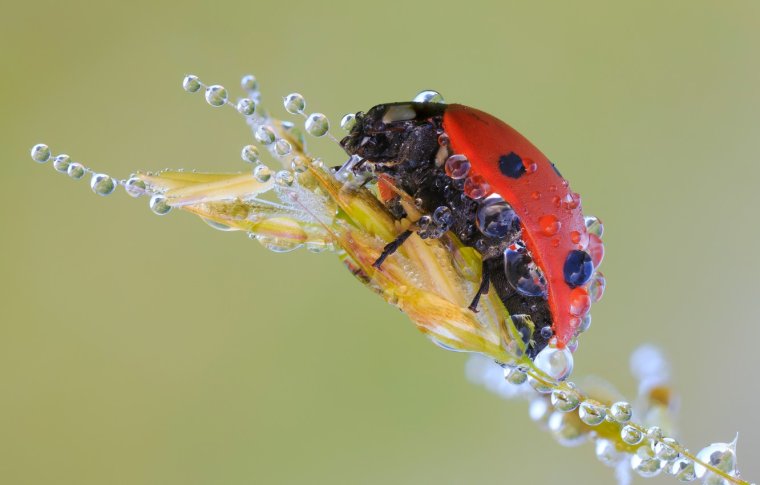 Роса и Божья коровка