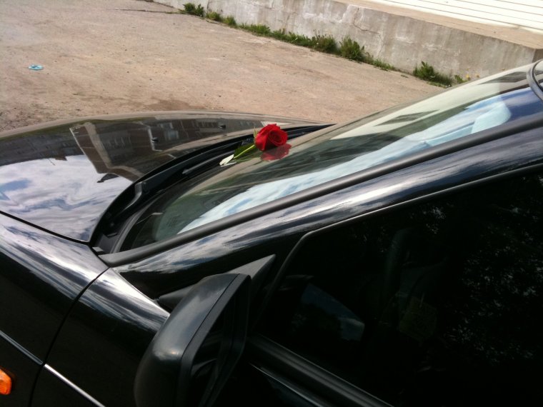 Роза под дворником