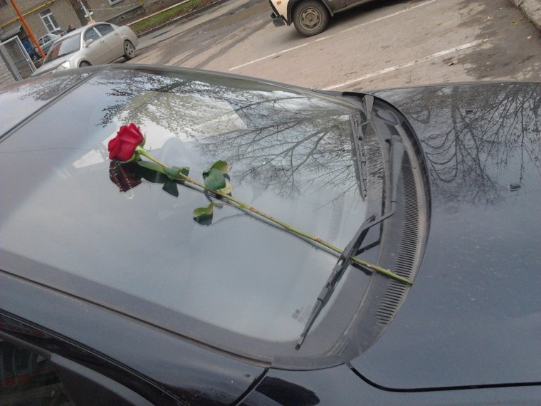 Цветы под дворником авто