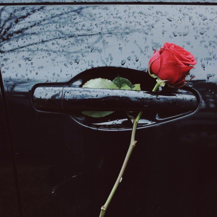 Цветы под дворником авто