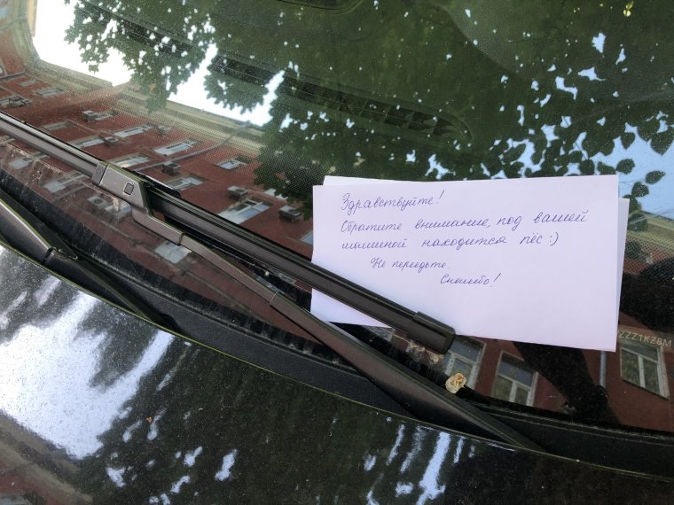 Цветы под дворником