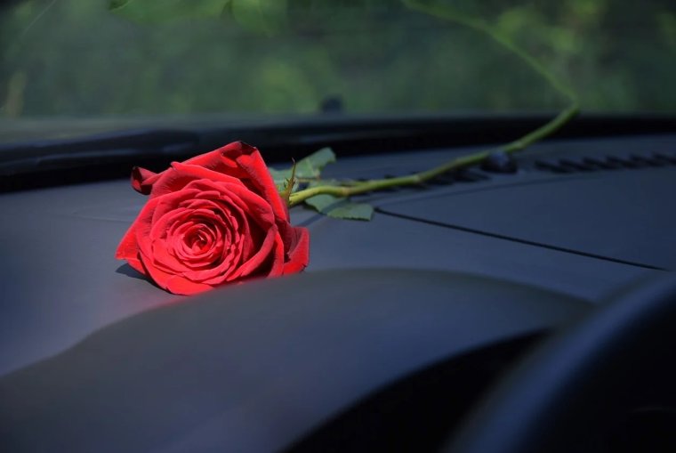 Розы на капоте машины