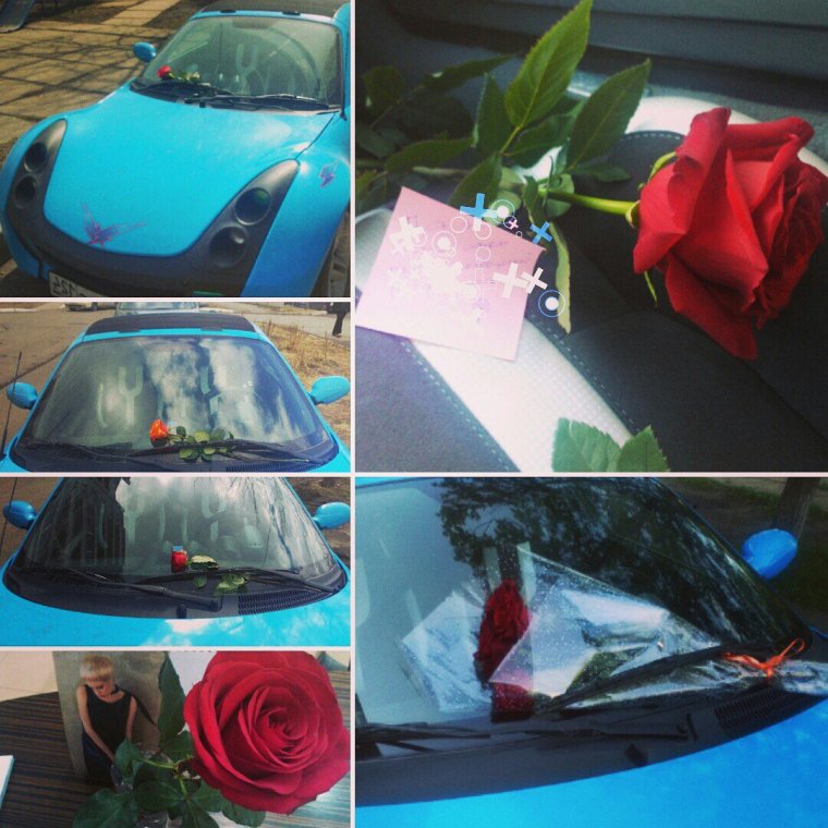 Роза под дворником автомобиля