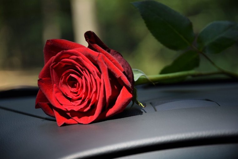 Букет роз на капоте машины