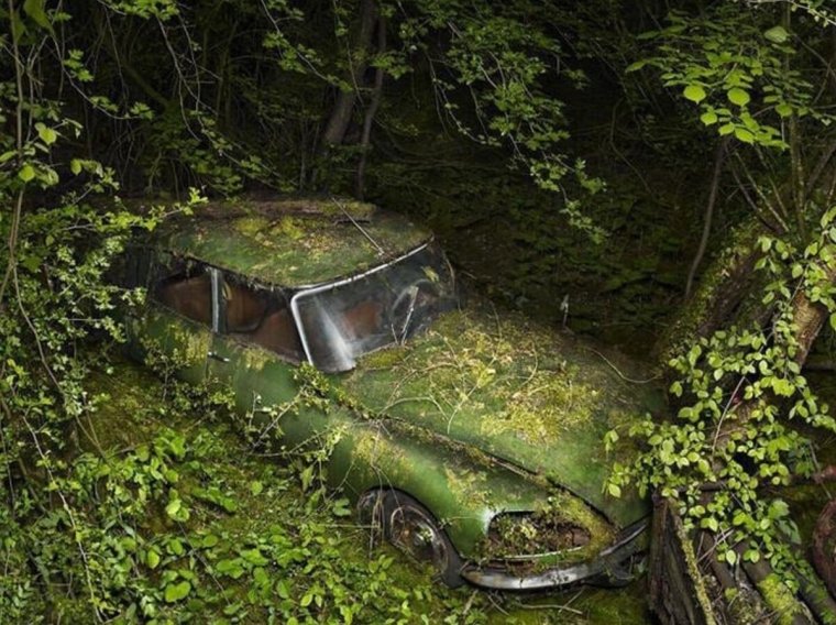 Заброшенные автомобили в лесу