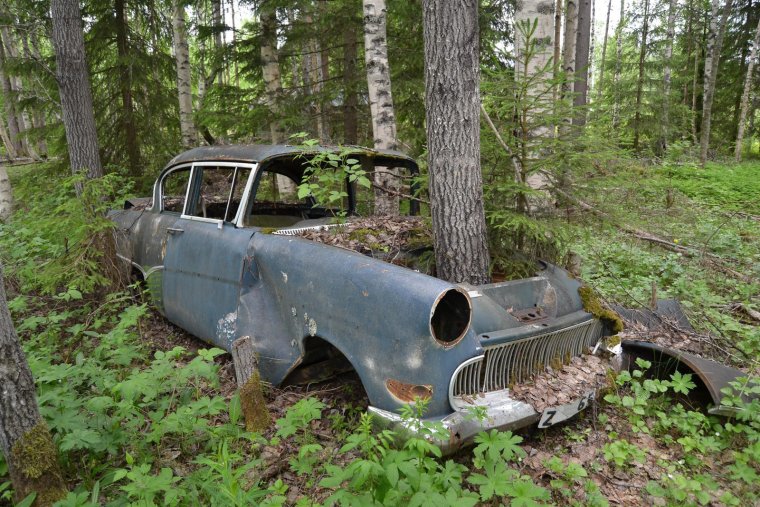 Старые машины в лесу