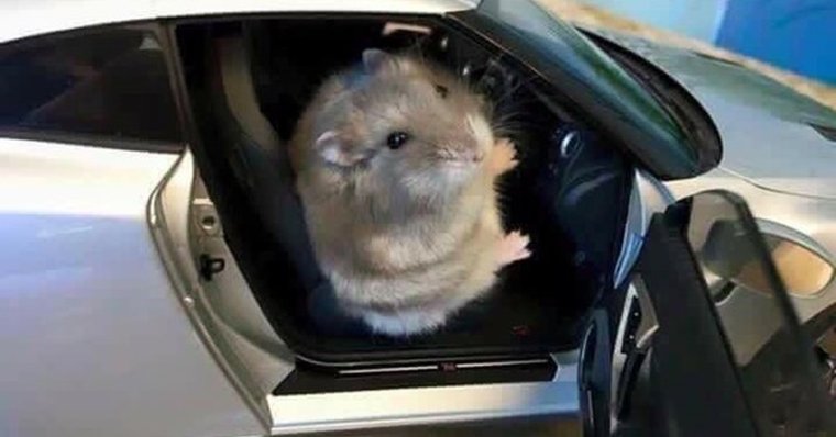 Мышка на машине