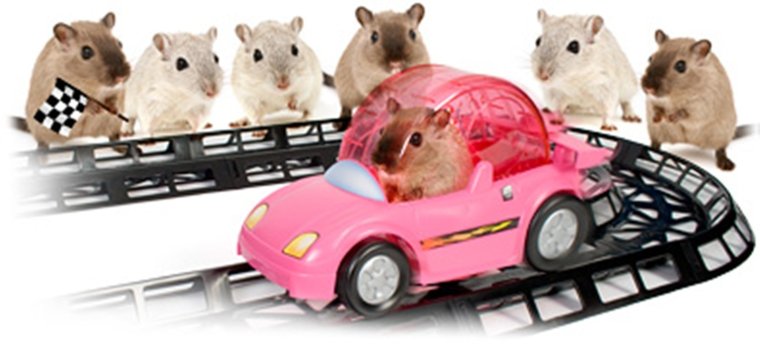 Хомячок в машинке
