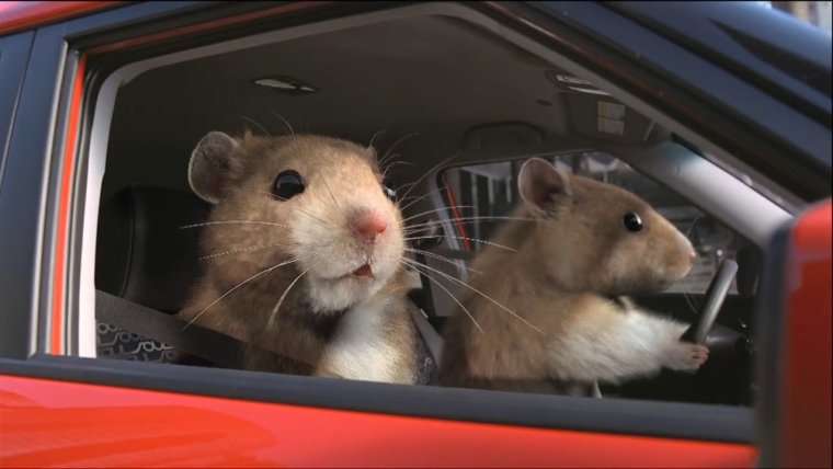 Машины с животными