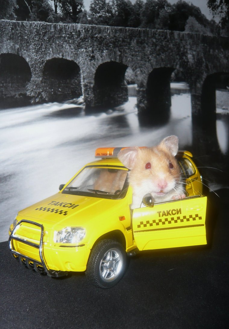 Розовый хомяк