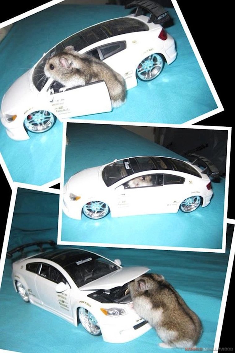 Хомяк в машине