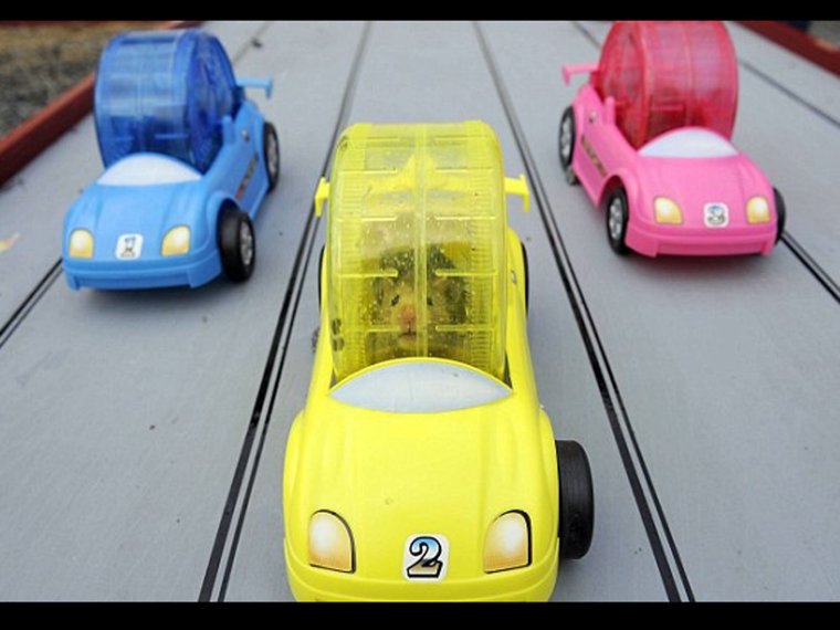 Хомяк на самокате